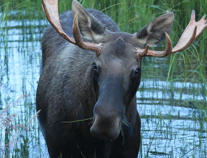 Alaska Railroad - Alaska Wildlife Safari Vacation Package